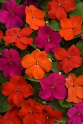 Image showing 10 in. Impatiens Plant