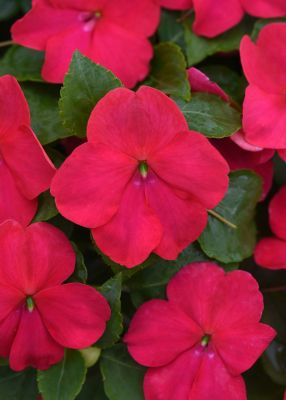 Image showing 10 in. Impatiens Plant