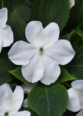 Image showing 10 in. Impatiens Plant