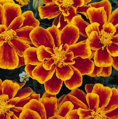 10 in. Marigold Plant