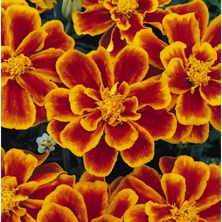 10" Marigold Plant Annuals