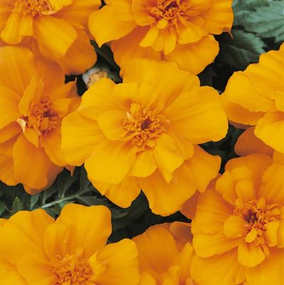 Image showing 10 in. Marigold Plant