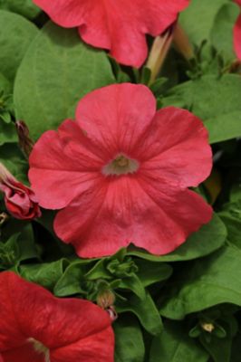 10 in. Petunia