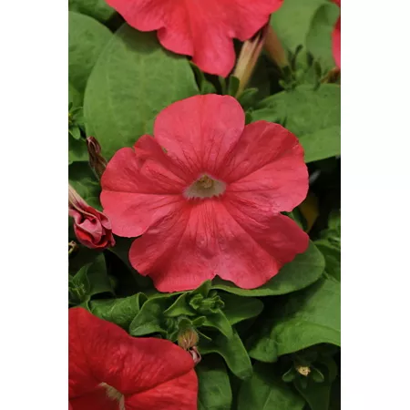 10" Petunia Plant Annuals