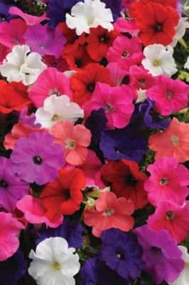 Image showing 10 in. Petunia Plant