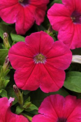 Image showing 10 in. Petunia Plant
