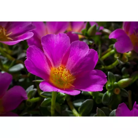 10" purslane Annuals