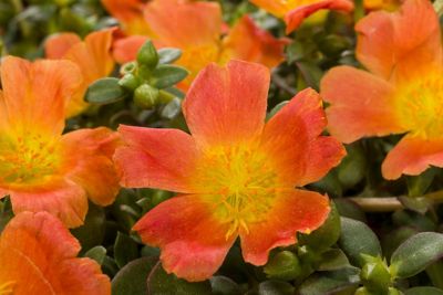 Image showing 10 in. Purslane