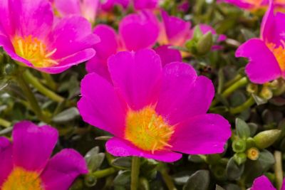 Image showing 10 in. Purslane