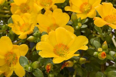 Image showing 10 in. Purslane