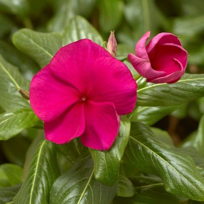 Image showing 10 in. Vinca