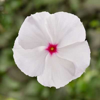 Image showing 10 in. Vinca