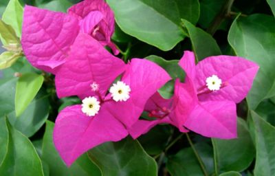 10 in. Bougainvillea