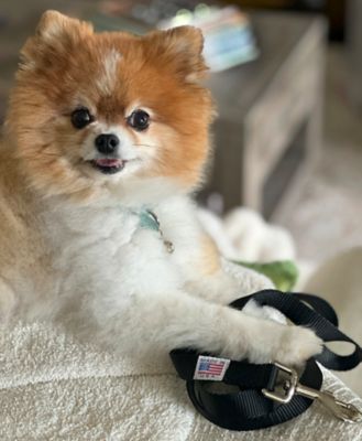 Image showing  Loa Leash for Small Pets