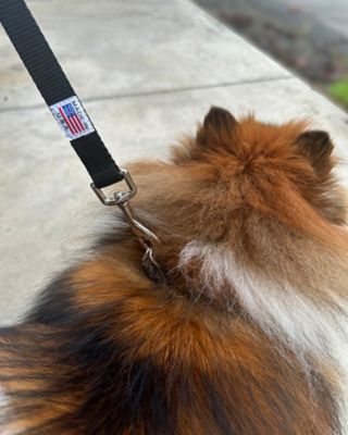Image showing  Loa Leash for Med-Large Pets
