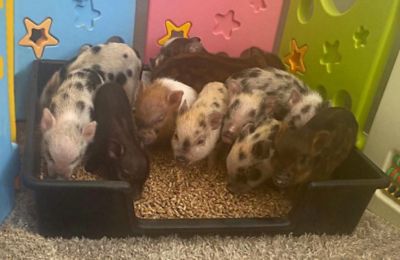 Image showing 6 th Piggy Poo and Crew Litter Box, Extra Large