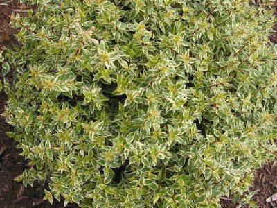 Southern Living Plant Collection Abelia Suntastic Tm 'Radiance' PP21929
