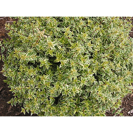 Southern Living Plant Collection Abelia Suntastic Tm 'Radiance' PP21929