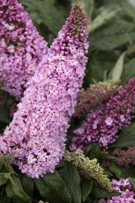 Proven Winners Buddleia Pugster Pinker Plant