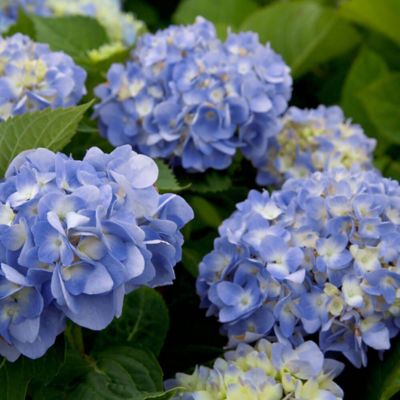 Southern Living Plant Collection Hydrangea Dear Dolores R