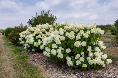 First Editions Hydrangea First Ed P.Little Hottie Tm Pp32549