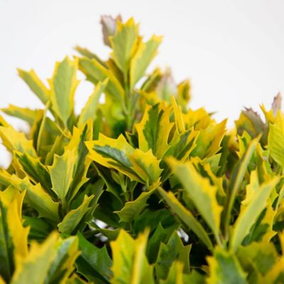 Southern Living Plant Collection Ilex Golden Oakland R PP30451, 3 gal.