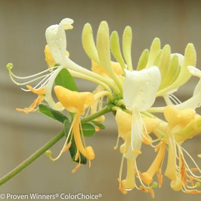 Proven Winners HoneySuckle Scentsation PP16240