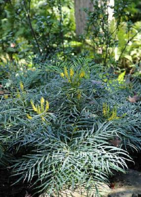 Southern Living Plant Collection Mahonia E., Soft Caress PP#20183