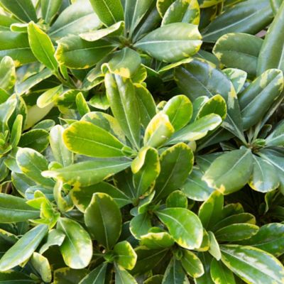 Southern Living Plant Collection Pittosporum Mojo R PP#16188