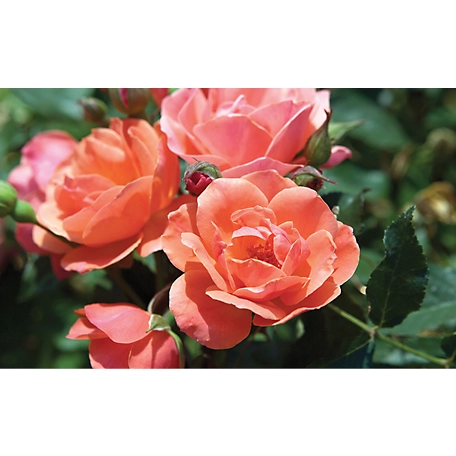 Knockout 2 gal. Rose Coral Knockout
