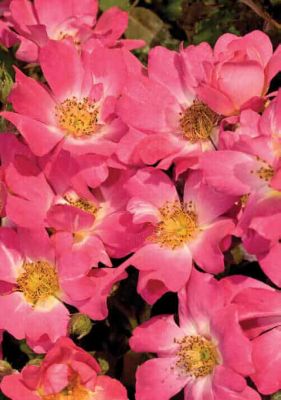 Drift 1 al. Rose Drift Pink