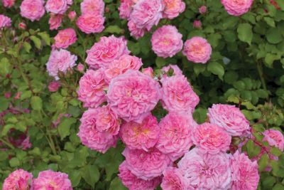 Drift 2 gal. Rose Drift Sweet