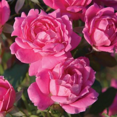 Knockout 2 gal. Rose Double Pink Knockout