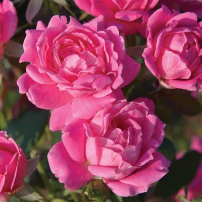 Knockout 3 gal. Rose Double Pink Knockout