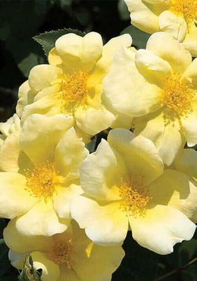 Knockout 2 gal. Potted Rose Sunny Plant