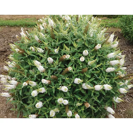 Bloomables Buddleia Dapper Plant White Bushes