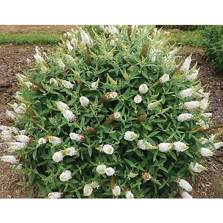 Bloomables Buddleia Dapper Tm White Pp33566