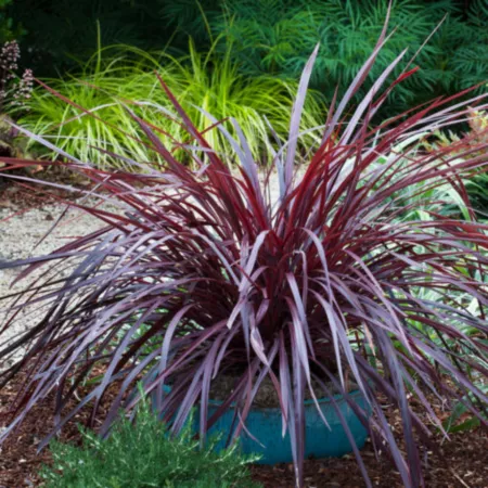 Southern Living Plant Collection 2 gal Cordyline Design-A-Line plant in pot Perennials