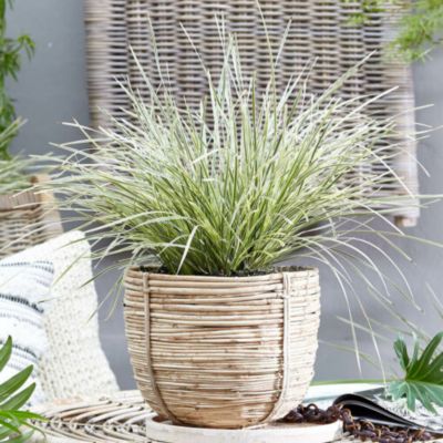 Image showing  Lomandra Platinum Beauty R PP25962