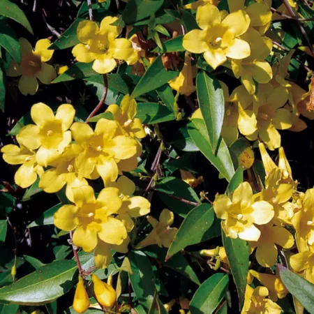 1 gallon Jessamine Caroline in pot Vines & Climbing Plants