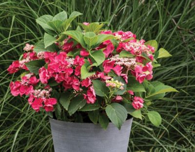 Bloomables Hydrangea M. Cherry Explosion