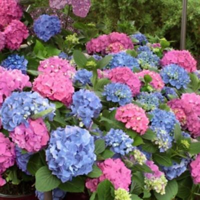 Hydrangea M. L.A. Dreamin' R PP26249