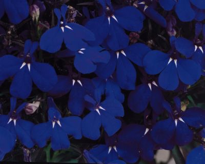 4 in. Lobelia