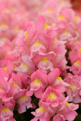 Image showing Odyssey Snapdragon, 6.5 in.