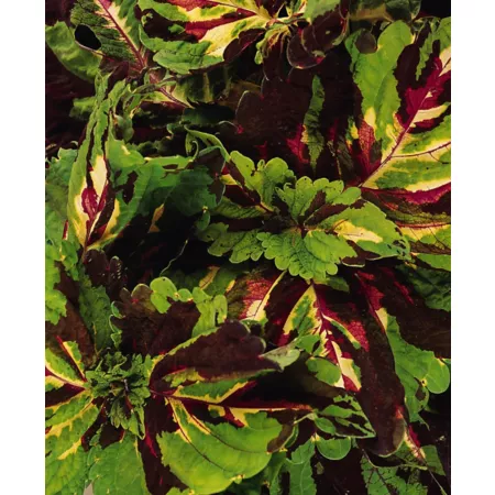 10" HB Coleus Plant Annuals