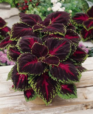 Image showing 10 in. Coleus Foliage Hanging Basket