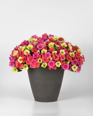 image of a Annuals