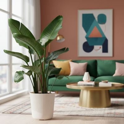 Costa Farms 10 in. White Bird in Upgrade Plant