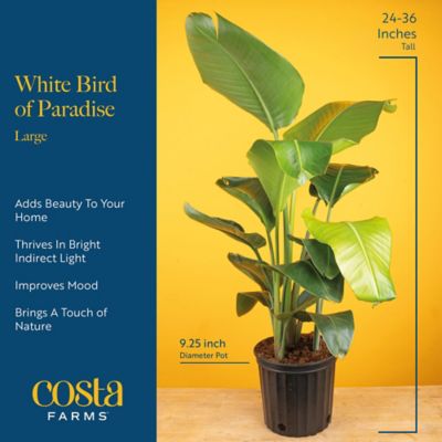 Image showing  10 in. White Bird in Upgrade Plant