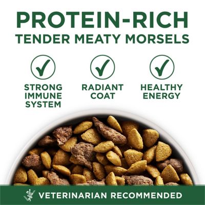 Image showing  Plus Adult Small Breed Lamb and Rice Formula Dry Dog Food